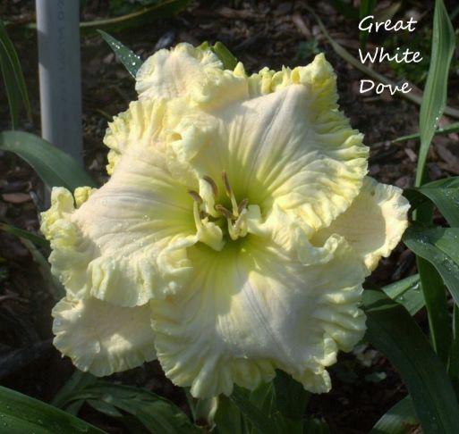 great white dove rs